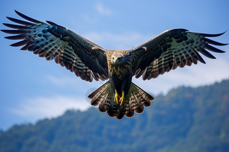 自由翱翔的秃鹰图片