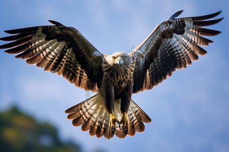 自由飞翔的秃鹰图片