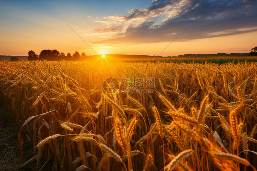 夕阳下成熟的麦田图片