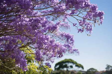 户外盛开的紫荆树图片
