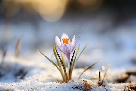 美丽的雪花莲图片