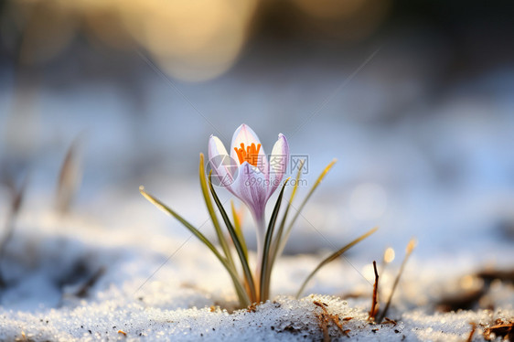 美丽的雪花莲图片