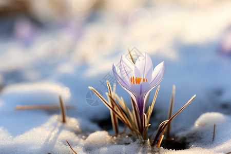 雪地中盛开的雪花莲图片