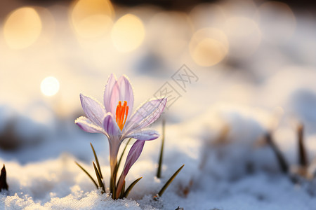 冬季雪地中盛开的雪花莲图片