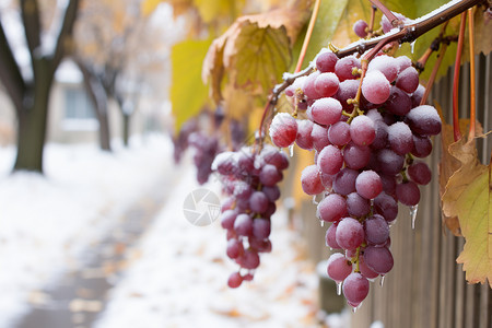 冬天农业种植的葡萄背景图片