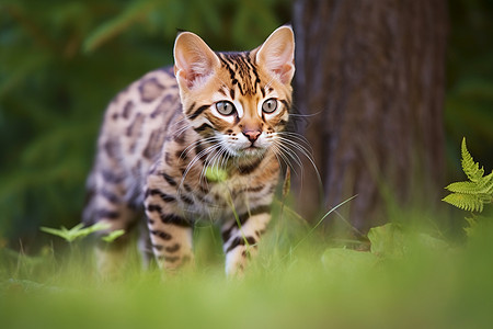 树林里的猫茂密绿林中漫步的猫咪背景