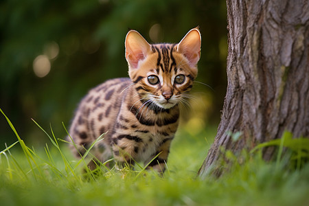 野外斑纹猫在大草坪上图片