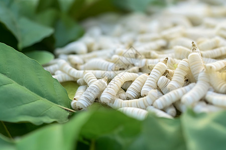 嫩叶上的白色昆虫图片