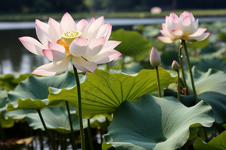 香气扑鼻的莲花图片