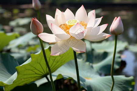 夏季花园池塘中的莲花图片