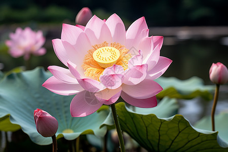 盛开的美丽莲花图片