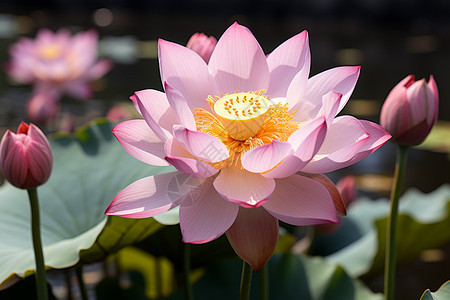 池塘中的莲花图片