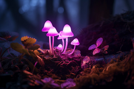 神秘的紫光与蘑菇图片