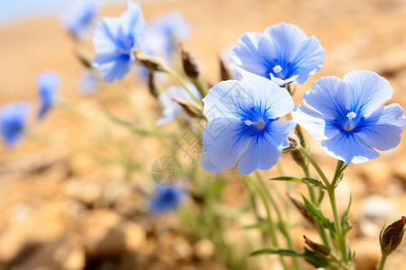 乡村的蓝色野花图片