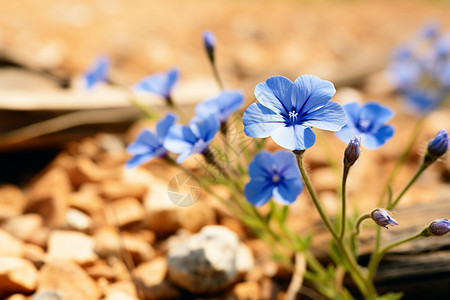 野外生长的花草图片