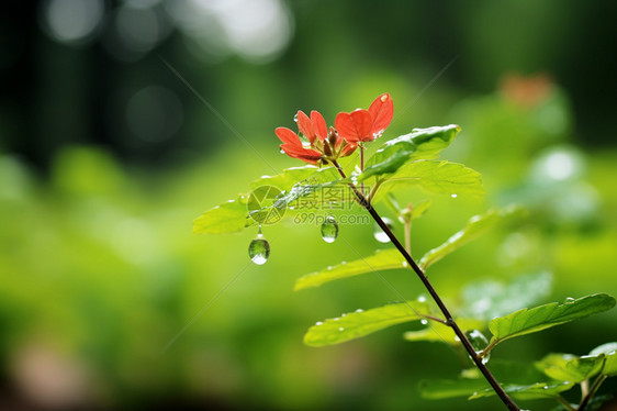 雨后洒落雨滴的植物图片