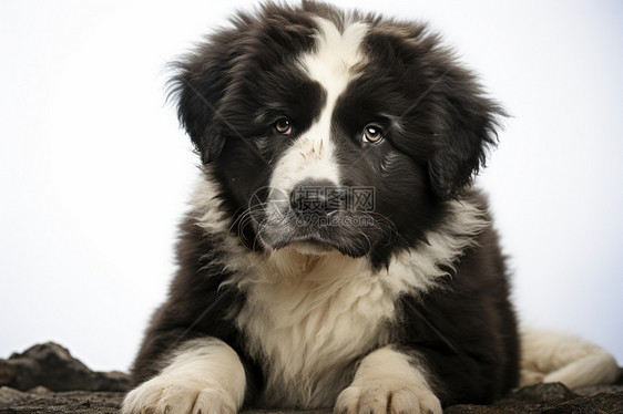 忧郁的黑白犬图片
