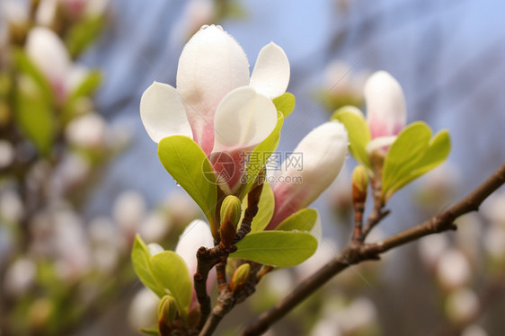 花园中白花绿叶图片