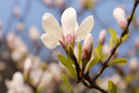 花开季节的公园景色图片