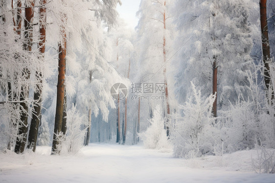 冬季的森林图片