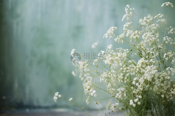 幽静花园中盛开的植物图片