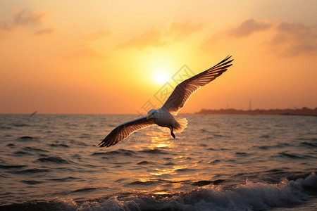 日出大海一只海鸥滑翔飞过背景