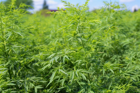 青天下一片绿意盎然的花草图片