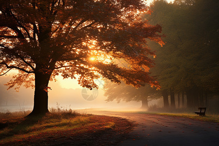 秋季雾气弥漫的树林图片