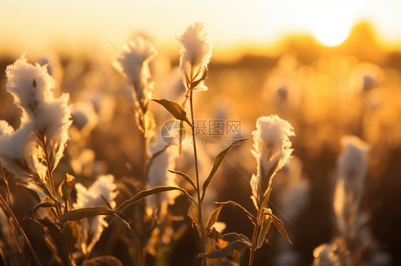 夕阳下的棉花田景图片