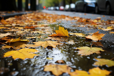 水坑和蔓延落叶雨后的落叶和街道背景
