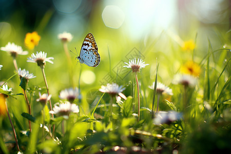 金花蝴蝶绿草丛中的花蝴蝶背景