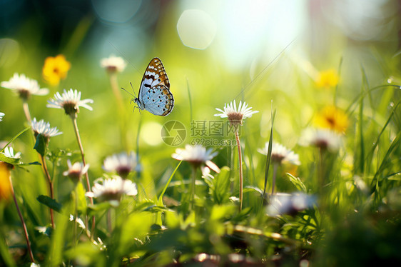 绿草丛中的花蝴蝶图片