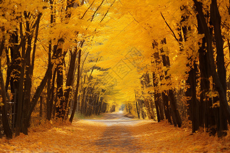 地面上落满了黄色的树叶图片