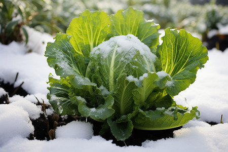 雪地中的卷心菜图片