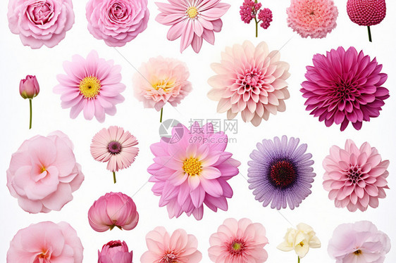 不同品种的花朵图片