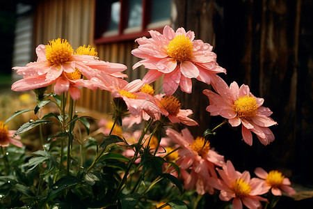 盛开的雏菊花朵图片
