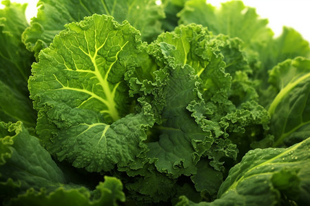 绿色健康蔬菜背景图片