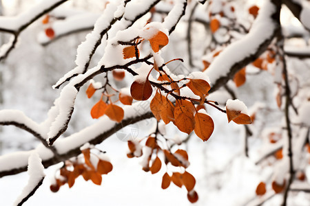 冬季雪地上的树枝落雪背景图片