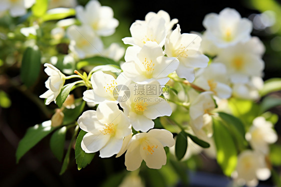 美丽芳香的花卉图片