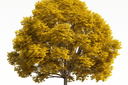 一颗黄色的树图片