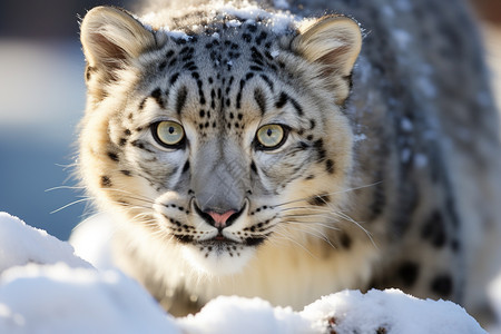 冬日中的美丽豹影图片