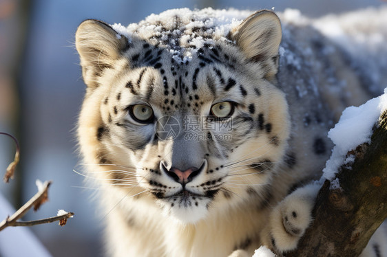 雪中美丽豹猫图片
