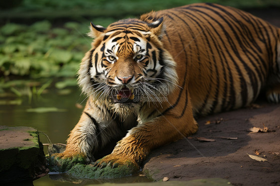 沼泽中匍匐的老虎图片