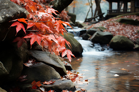 秋季岩石上的枫叶图片