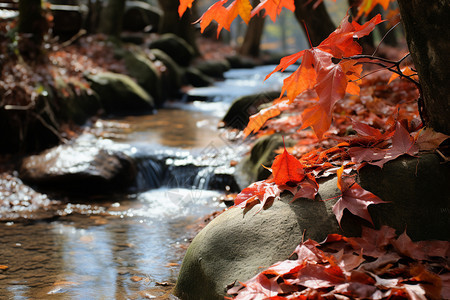 秋季溪流旁的枫叶图片