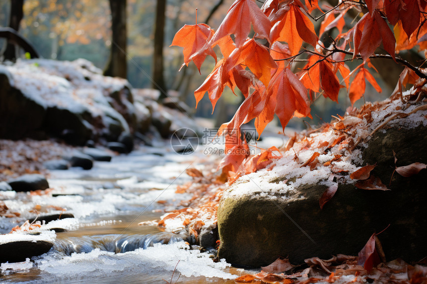 冬日溪流旁枯萎的枫叶图片
