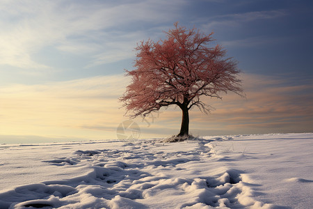 冬季雪原上的大树图片