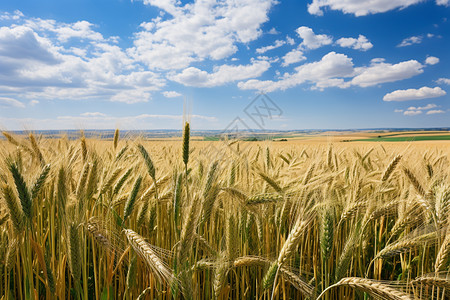 夏季乡村美丽的麦田景观图片