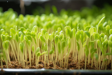 农业农场中种植的豆芽图片