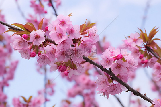 春天花园中盛开的樱花图片